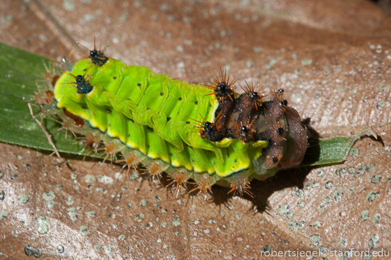 caterpillar